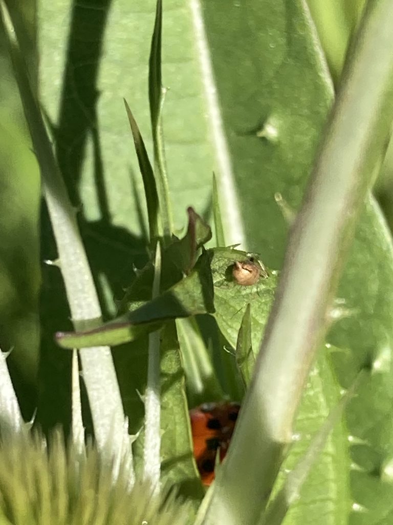 Insects in the long grass
