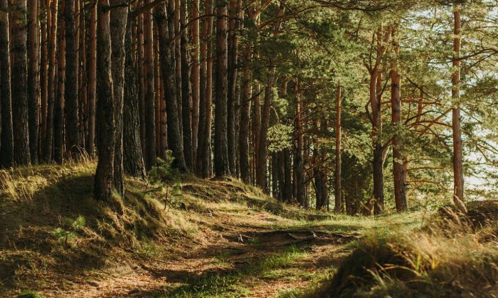 header image of the forest